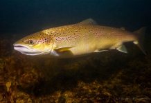 Выращивание молоди балтийского лосося в садках