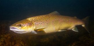 Выращивание молоди балтийского лосося в садках