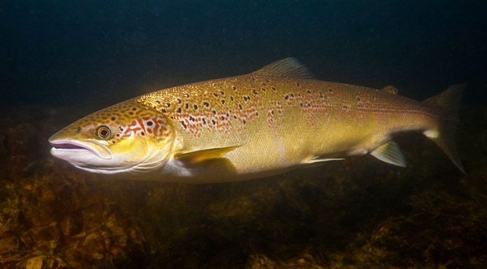 Выращивание молоди балтийского лосося в садках