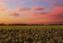 Семена рапса ярового – особенности выбора