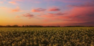 Семена рапса ярового – особенности выбора