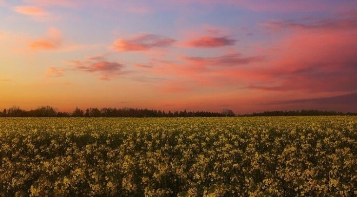 Семена рапса ярового – особенности выбора