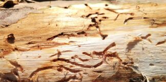 Способы борьбы с жуком короедом