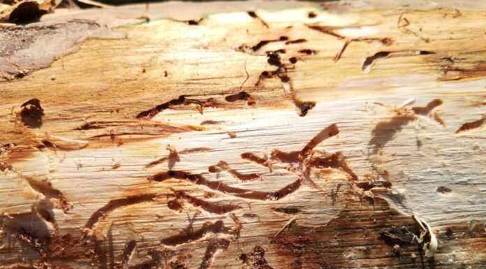 Способы борьбы с жуком короедом