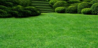 Газонная трава для жаркого климата: какие травы износостойкие и хорошо переносят климатические перепады, какие травы не боятся засоленной почвы, как подобран состав в популярной травосмеси