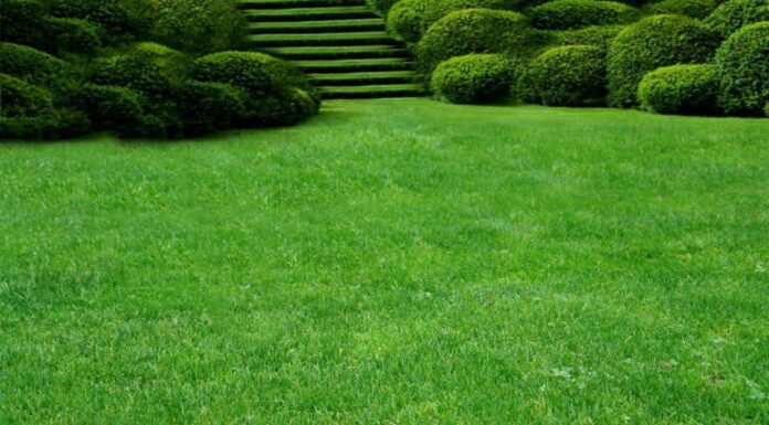 Газонная трава для жаркого климата: какие травы износостойкие и хорошо переносят климатические перепады, какие травы не боятся засоленной почвы, как подобран состав в популярной травосмеси