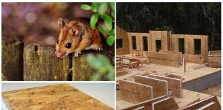 Мыши против домов из СИП панелей