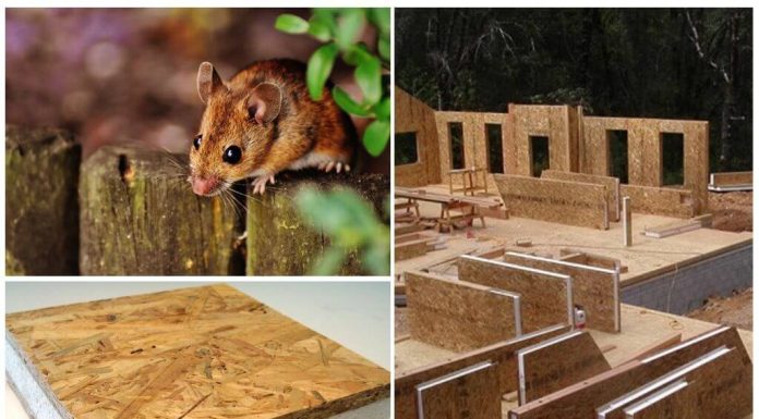 Мыши против домов из СИП панелей