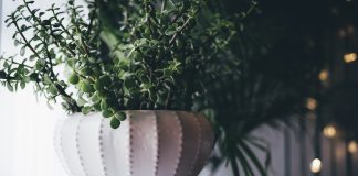 Горшки для цветов: выбор, уход и стильное оформление