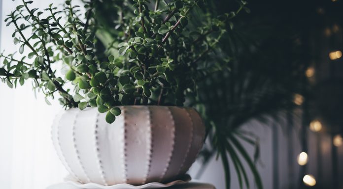 Горшки для цветов: выбор, уход и стильное оформление