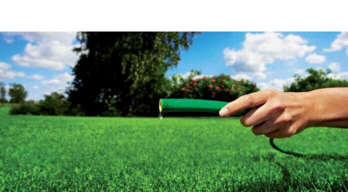 Газонная трава DLF: неприхотливые сорта для климата Казахстана, почему стал популярен белый клевер, и что сажать на спортивной площадке